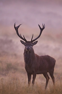 Red Deer (Cervus elaphus) stag, standing in mist at dawn during rutting season, Minsmere RSPB Reserve, Suffolk, England, october