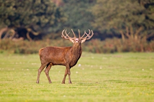 Red Deer (Cervus elaphus) stag, in flehmen response, during rutting season, Minsmere RSPB Reserve, Suffolk, England, october