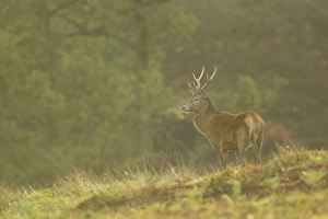 Red Deer (Cervus elaphus) stag, breath condensing in cold air, during rutting season, Bradgate Park, Leicestershire, England, november