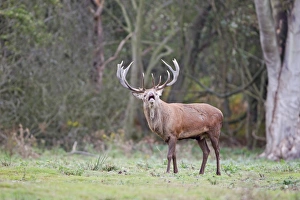 Red Deer (Cervus elaphus) stag, in flehmen during rutting season, Minsmere RSPB Reserve, Suffolk, England, october