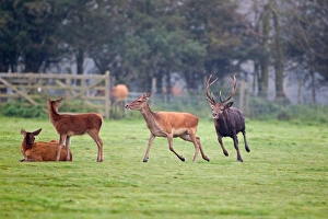 Red Deer (Cervus elaphus) stag, muddy from wallowing, chasing hind, with tongue out testing hind in oestrus, during rutting season, Minsmere RSPB Reserve, Suffolk, England, october
