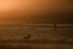 Red Deer (Cervus elaphus) stag, roaring, standing in parkland habitat at sunset during rut, Richmond Park, London, England, october