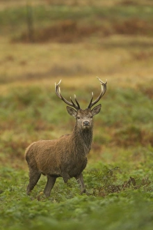 Red Deer (Cervus elaphus) stag, standing amongst bracken, during rutting season, Bradgate Park, Leicestershire, England, november