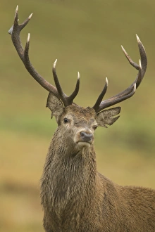 Red Deer (Cervus elaphus) stag, close-up of head and antlers, during rutting season, Bradgate Park, Leicestershire