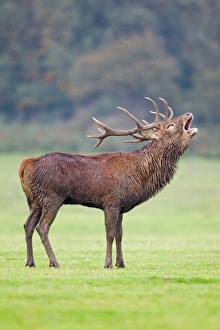 Red Deer (Cervus elaphus) stag, roaring, during rutting season, Minsmere RSPB Reserve, Suffolk, England, october