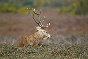 Red Deer (Cervus elaphus) stag, resting on heathland during rutting season, Minsmere RSPB Reserve, Suffolk, England, october