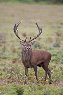 Red Deer (Cervus elaphus) stag, standing in woodland clearing, during rutting season, Minsmere RSPB Reserve, Suffolk, England, october