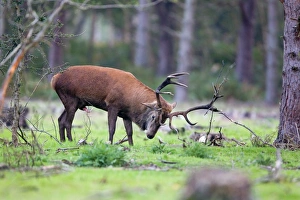Red Deer (Cervus elaphus) stag, urinating on self whilst rubbing antlers on ground, during rutting season, Minsmere RSPB Reserve, Suffolk, England, october