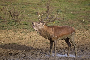Red Deer (Cervus elaphus) stag, roaring, standing in wallow, during rutting season, Minsmere RSPB Reserve, Suffolk