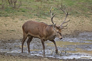 Red Deer (Cervus elaphus) stag, kicking water at wallow, during rutting season, Minsmere RSPB Reserve, Suffolk