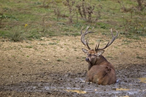 Red Deer (Cervus elaphus) stag, wallowing in mud, during rutting season, Minsmere RSPB Reserve, Suffolk, England