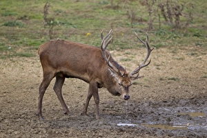 Red Deer (Cervus elaphus) stag, drinking at wallow, during rutting season, Minsmere RSPB Reserve, Suffolk, England