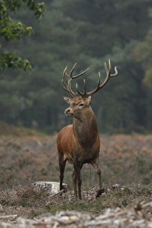 Red Deer (Cervus elaphus) stag, walking amongst heather during rutting season, Suffolk, England, november