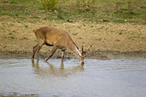 Red Deer (Cervus elaphus) stag, drinking, during rutting season, Minsmere RSPB Reserve, Suffolk, England, october
