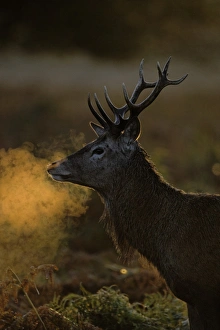 Red Deer (Cervus elaphus) stag, close-up of head and neck, breath condensing in cold air at dawn, Richmond Park