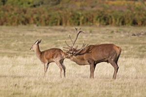 Red Deer (Cervus elaphus) stag, licking rear of hind, during rutting season, Minsmere RSPB Reserve, Suffolk, England