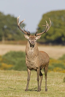 Red Deer (Cervus elaphus) stag, with broken bay antler from recent fight, standing on grass in field