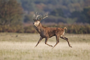 Red Deer (Cervus elaphus) stag, running in grassland, during rutting season, Minsmere RSPB Reserve, Suffolk, England