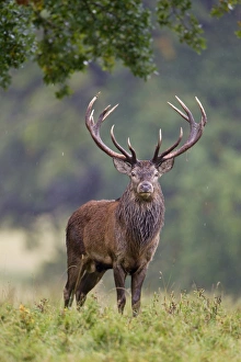 Red Deer (Cervus elaphus) stag, standing in parkland during rainfall, during rutting season, Suffolk, England, October