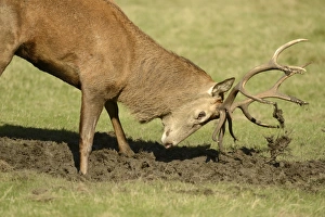 Red Deer (Cervus elaphus) stag, covering antlers with mud during rut, Richmond Park, London, England, October