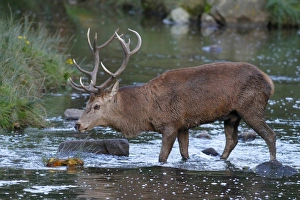 Red Deer (Cervus elaphus) stag, walking across brook, Leicestershire, England, October
