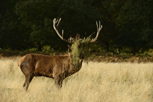 Red Deer (Cervus elaphus) stag, with head covered in grass and bracken, after thrashing during rut, Richmond Park
