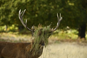 Red Deer (Cervus elaphus) stag, with head covered in grass and bracken, after thrashing during rut, Richmond Park
