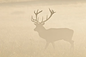 Trending: Red Deer (Cervus elaphus) stag