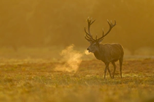 Red Deer (Cervus elaphus) stag, roaring during rutting season, with breath condensing at dawn, Bradgate Park