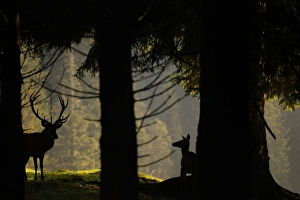 Hinds Prints: Red Deer (Cervus elaphus) stag and hind