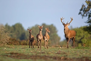 Hinds Prints: Red Deer (Cervus elaphus) stag with two hinds and calf