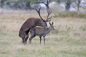 Red Deer (Cervus elaphus) stag mounting hind, mating, during rutting season, England, october