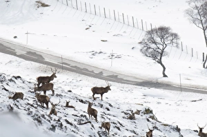 Red Deer (Cervus elaphus) stags, herd on snow covered mountainside high above A93 Old Military Road, Glen Clunie