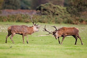 Ruts Prints: Red Deer (Cervus elaphus) two stags
