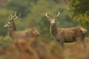 Shower Prints: Red Deer (Cervus elaphus) two stags