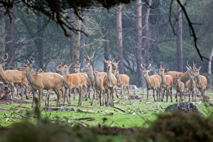 Hinds Prints: Red Deer (Cervus elaphus) stags