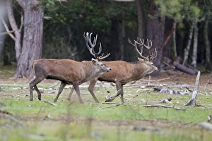 Red Deer (Cervus elaphus) two stags, parallel walking before commiting to fight during rutting season, Minsmere RSPB Reserve, Suffolk, England, october