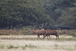 Red Deer (Cervus elaphus) two stags, performing parallel walk before commiting to fight, during rutting season