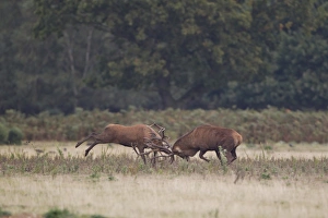Red Deer (Cervus elaphus) two stags, fighting during rutting season, Minsmere RSPB Reserve, Suffolk, England, October