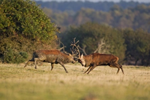 Aggression Prints: Red Deer (Cervus elaphus) two stags