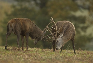 Red Deer (Cervus elaphus) two stags, fighting during rutting season, Bradgate Park, Leicestershire, England, October