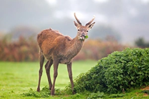 Nettle Prints: Red Deer (Cervus elaphus) yearling stag