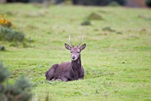 Wallows Prints: Red Deer (Cervus elaphus) yearling stag