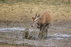 Pricket Prints: Red Deer (Cervus elaphus) young stag