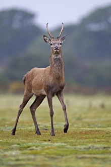 Red Deer (Cervus elaphus) young stag, standing alert during rutting season, Minsmere RSPB Reserve, Suffolk, England, october
