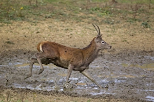 Red Deer (Cervus elaphus) young stag, running through wallow, during rutting season, Minsmere RSPB Reserve, Suffolk