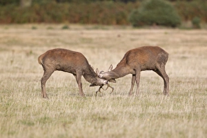 Aggression Prints: Red Deer (Cervus elaphus) two young stags