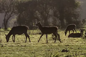 Walking Prints: Red Deer hinds with one sitting young male grazing on heath land