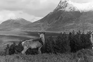 Eric Prints: Red Deer male, Sutherland. Taken by Eric Hosking in 1939
