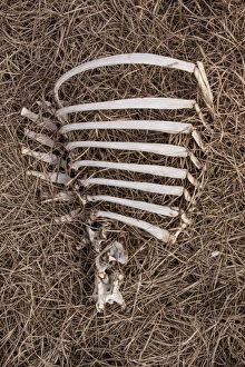 Killed Prints: Red Deer rib cage rotting on Scottish hill side